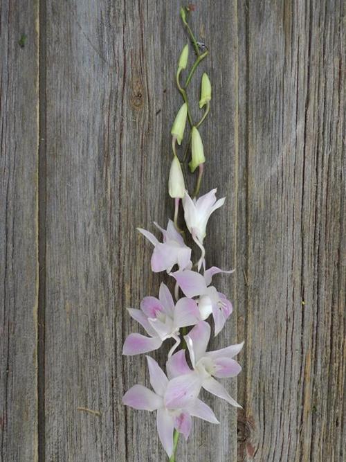 LAVENDER DENDROBIUM ORCHID